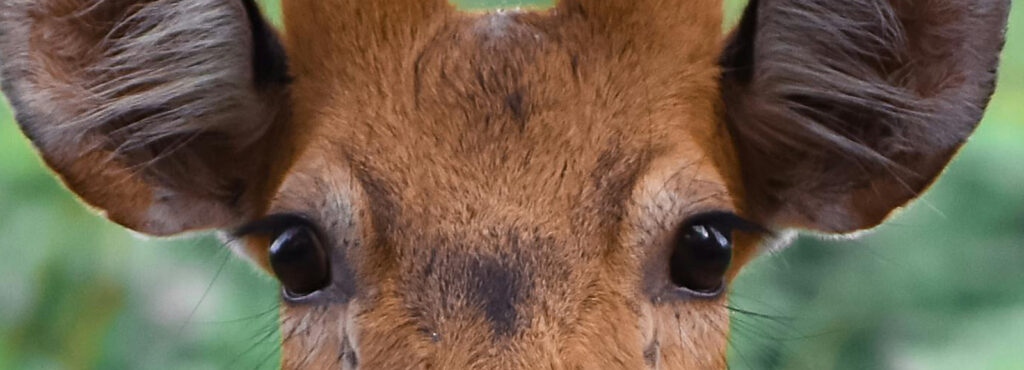 Más allá del logo: Cómo construir una marca que impacte y perdure