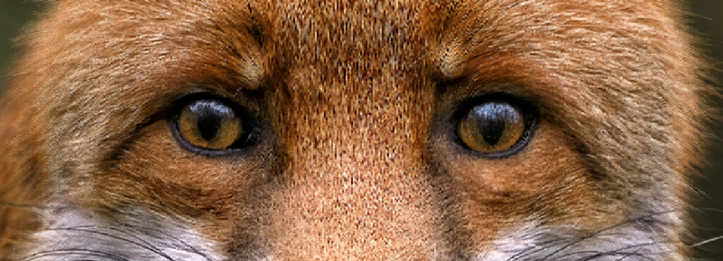 ¿Tu diseño web está diciendo lo que tu marca necesita?